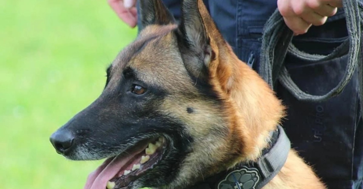 Aargauer Polizeihund «Enox» erschnüffelt Diebe