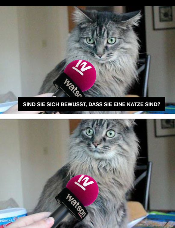 Sind Sie sich bewusst, dass Sie eine Katze sind?

https://www.reddit.com/r/MildlyStartledCats/comments/2rv2o4/sir_are_you_aware_you_are_a_cat/