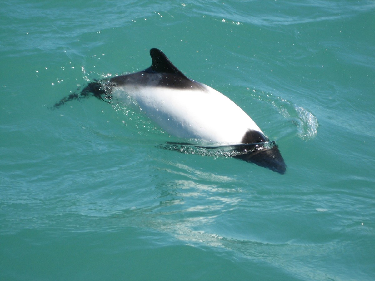 cute news tier commerson-delfin