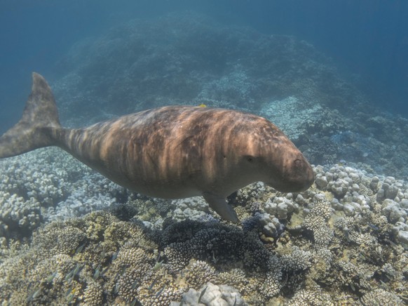 Dugong swimming near coral reef. Sea animal (Dugong dugon). Sea cow. xkwx dugong dugon sea cow coral reef manatee mammal sirenia endangered swimming marine dive snorkeling animal grass underwater merm ...