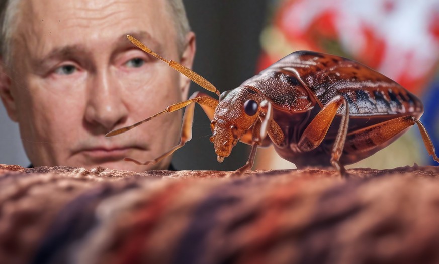 Wie Putin die Bettwanzen-Panik schürte
