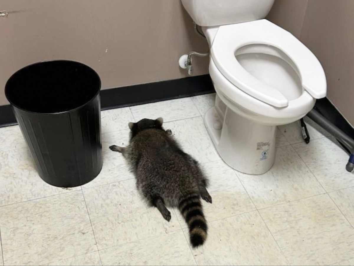 Après quelques heures de sommeil réparateur "et sans aucun signe de blessure (à part peut-être une gueule de bois)", le raton laveur a été relâché dans la nature, écrit le refuge sur Faceboo ...