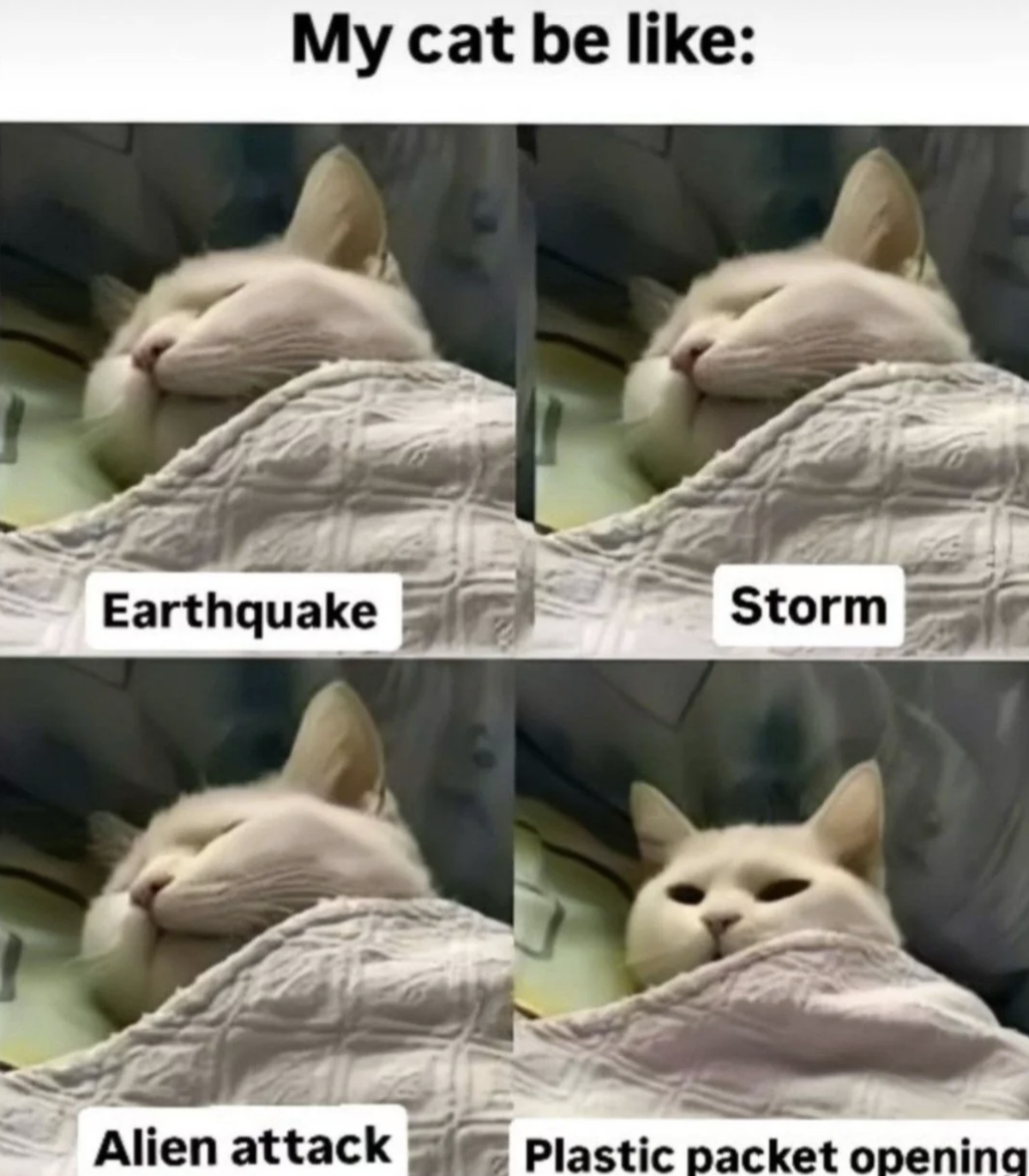 Lustige Tier-Memes für Cute News