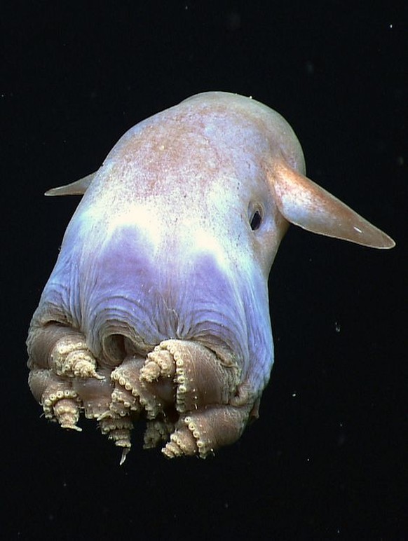 Dumbo-Oktopus
http://capnmuttonchops.tumblr.com/post/101791474544/whatthefauna-there-are-several-different-species