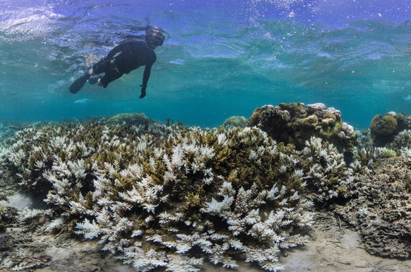 In this March 2016 photo released by The Ocean Agency/Reef Explorer Fiji, a snorkeler swims above coral that has bleached white due to heat stress in Fiji. Coral reefs, unique underwater ecosystems th ...
