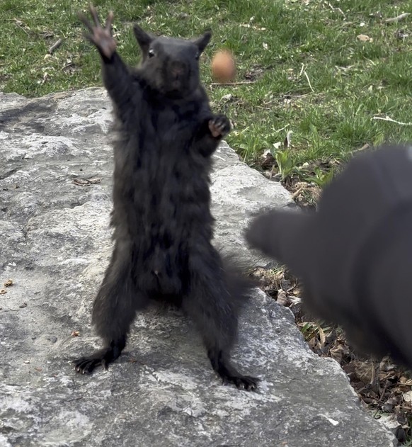 cute news tier eichhörnchen

https://www.reddit.com/r/squirrels/comments/13ce7nh/just_playing_catch/