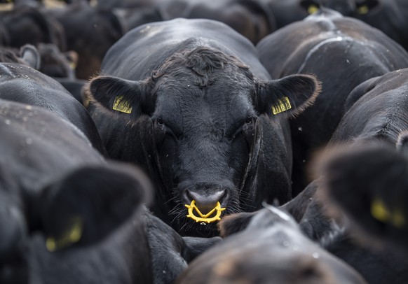 20.08.2020, Hessen, Anspach: Dicht an dicht stehen Angus-Rinder bei Temperaturen von 30 Grad auf ihrer Weide im Taunus. In den kommenden Tagen soll das Wetter bei sinkenden Temperaturen zunehmend wech ...