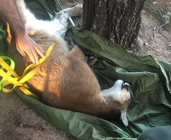 This Saturday, Feb. 16, 2019, photo provided by the California Department of Fish and Wildlife shows a mountain lion that was in a tree outside a private residence in the City of Hesperia, Calif. San  ...