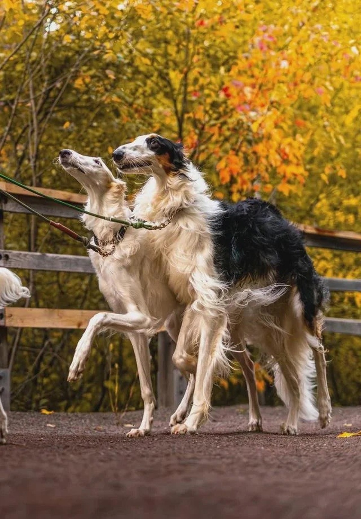 AccidentalRenaissance
Borzois
https://www.reddit.com/media?url=https%3A%2F%2Fpreview.redd.it%2F4um52kpnn7qg1.jpeg%3Fwidth%3D640%26crop%3Dsmart%26auto%3Dwebp%26s%3Dbaf8d3fcda933d7a07f78b3042a6d019faefd ...