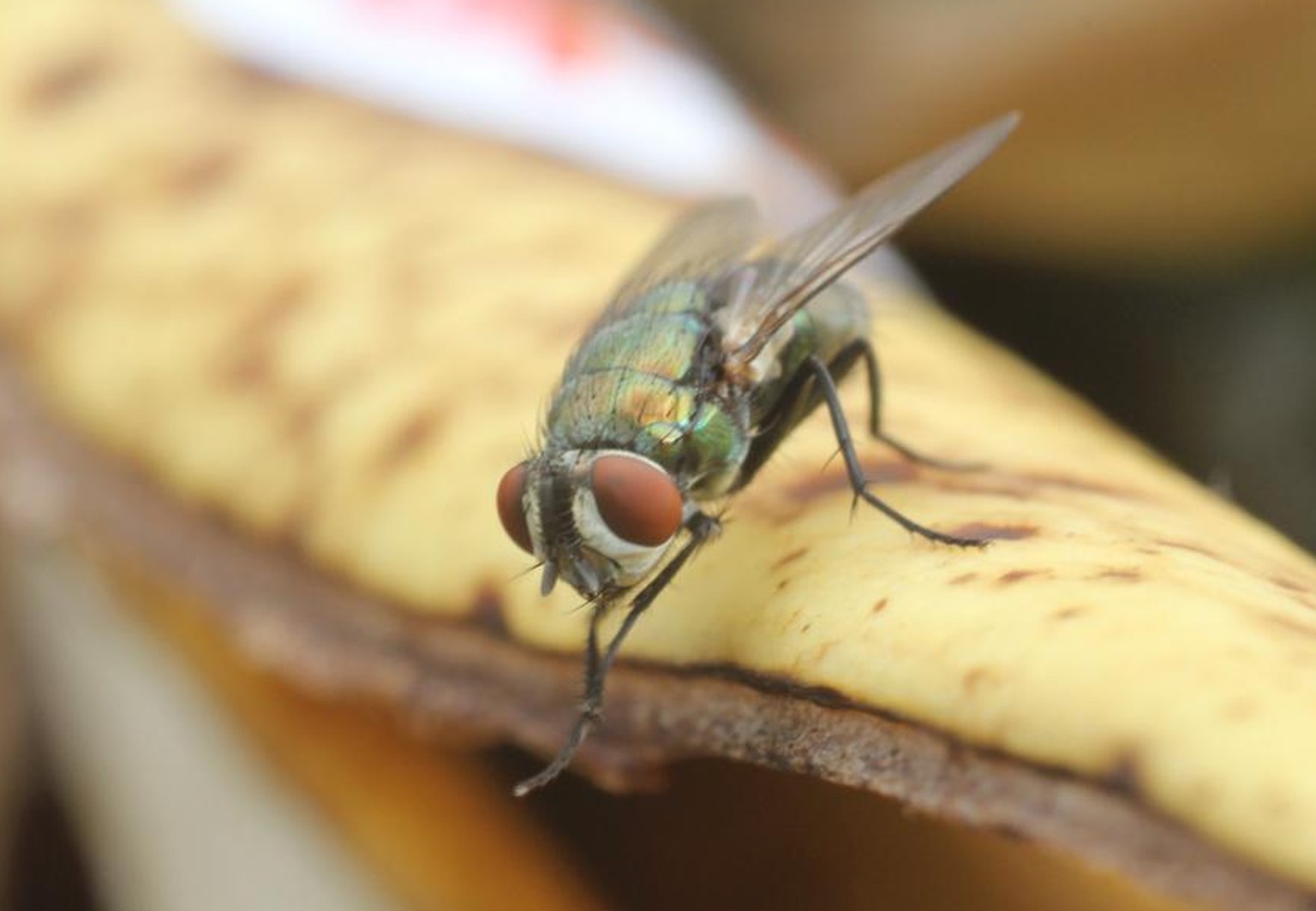 Stubenfliege, Musca domestica