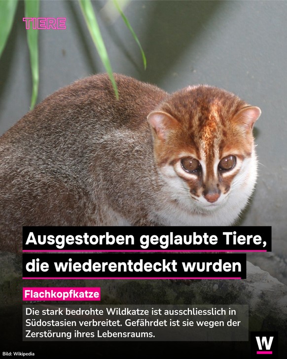 <p>Die Fischkopfkatze ist stark bedroht.</p>