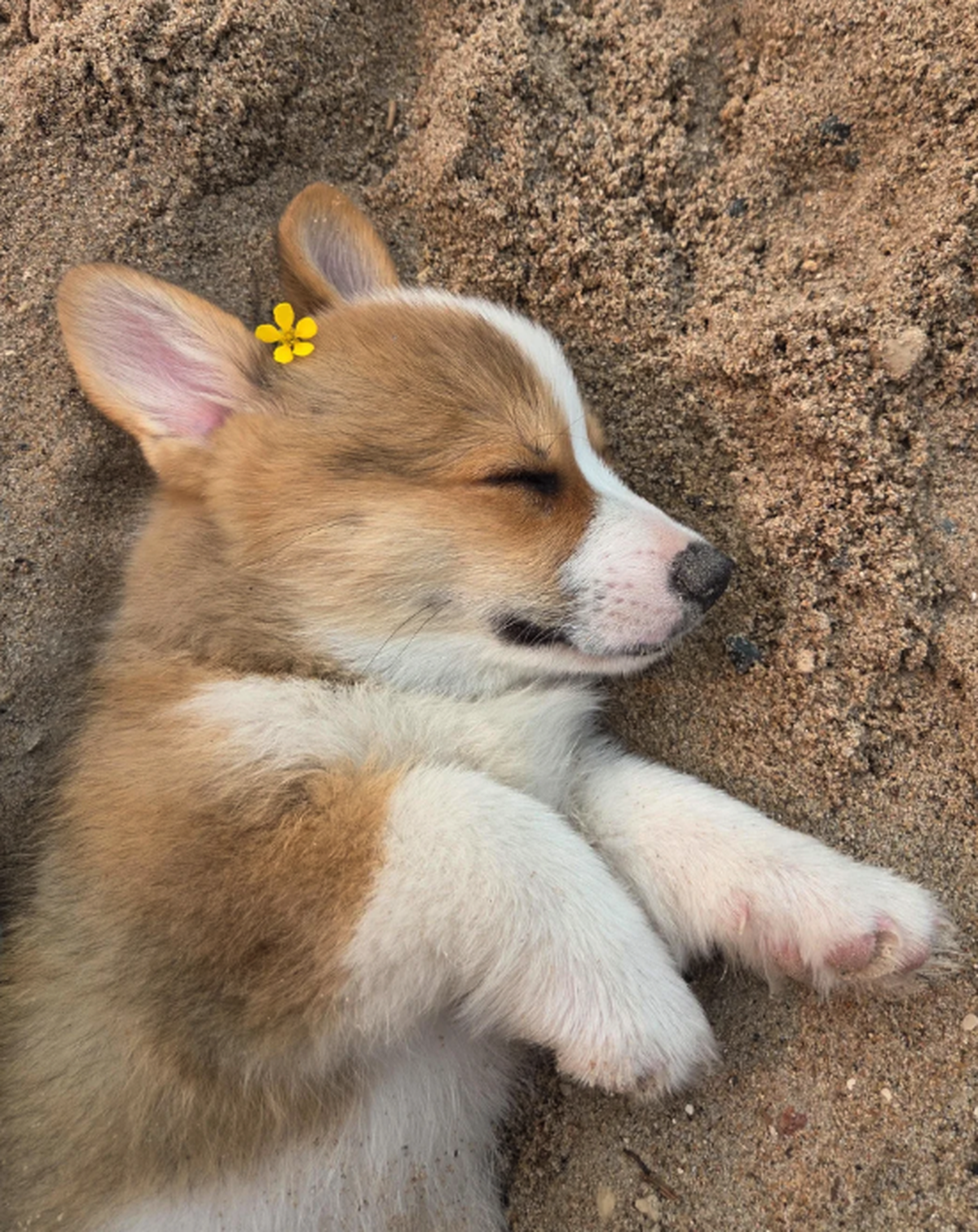 Hund mit Blume

https://i.redd.it/hfqtjunrtskf1.png