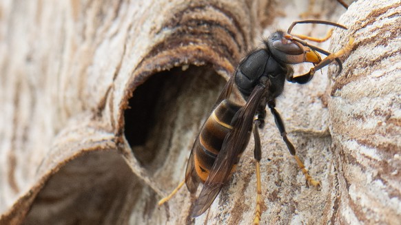 ARCHIV - 09.08.2024, Hessen, Maintal: Eine Asiatische Hornisse sitzt auf ihrem Nest. Die Asiatische Hornisse gilt als invasive Art, ihre Stiche sind deutlich schmerzhafter als die heimischer Insekten. ...