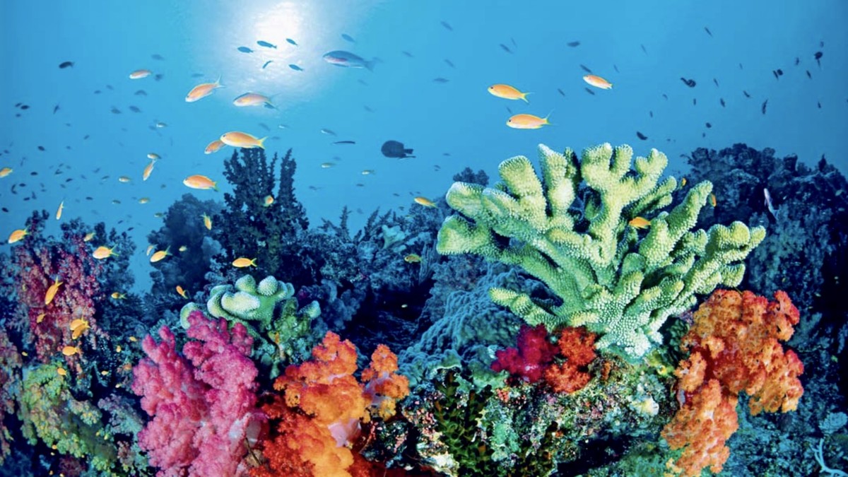 Great Barrier Reef bekommt «smarten», nicht-tödlichen Hai-Schutz
Der konsequenteste Schutz wäre die weiträumige Sperrung des Great Barrier Reefs.

Allerdings sind jedoch der forcierte Kohleabbau und ...
