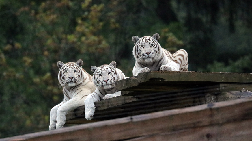 Interessierte Bewohner im Sikypark: Die weissen Tiger beobachten das Geschehen in ihrer grosszügigen Anlage.