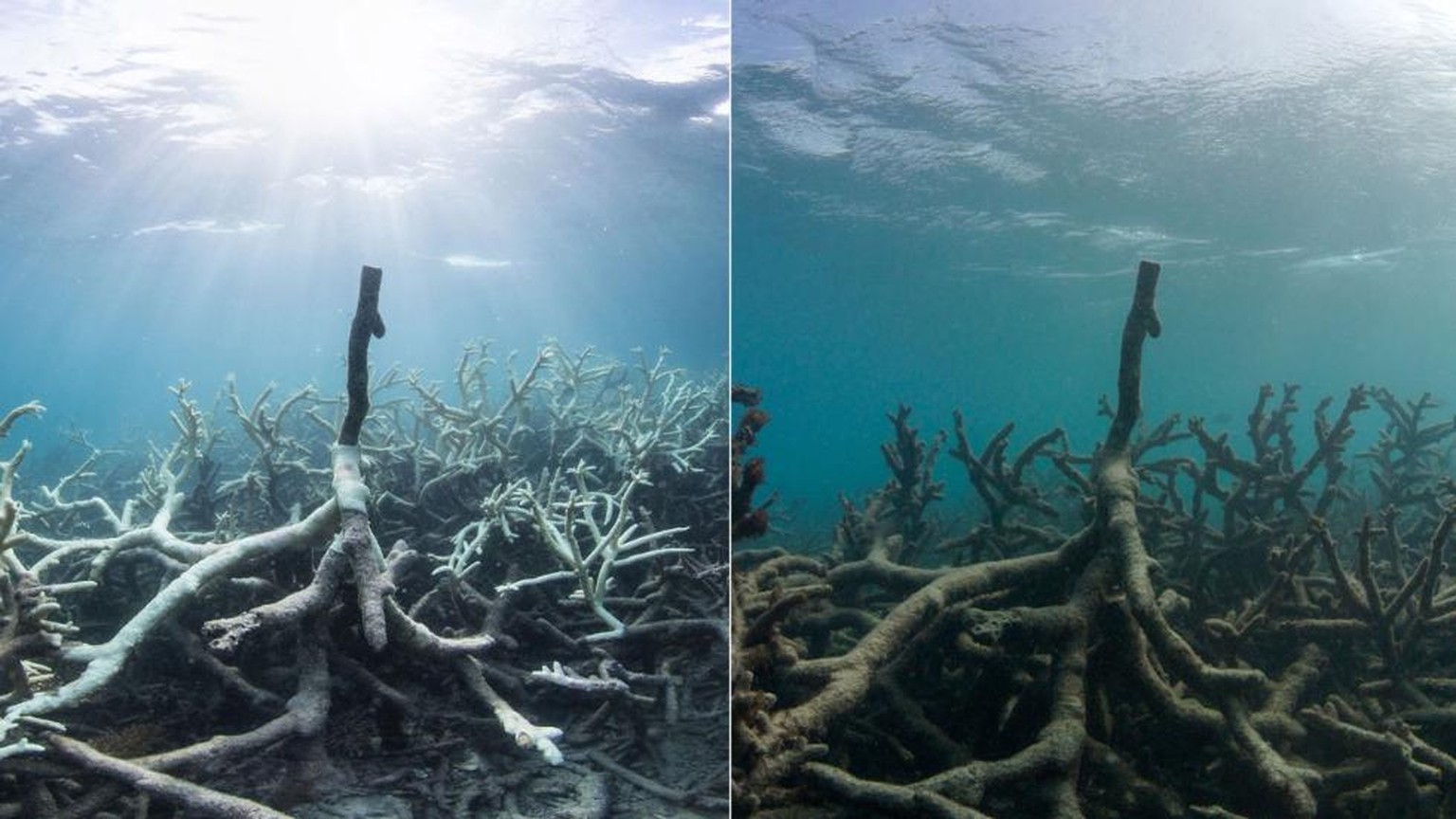 Das Great Barrier Reef Ist Gestorben Nachruf Argert Behorden Watson