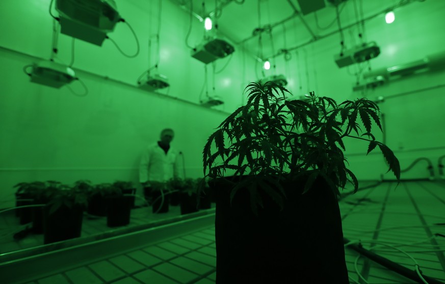 2017 war ein gutes Jahr für Kiffer: Der grosse Cannabis-Rückblick