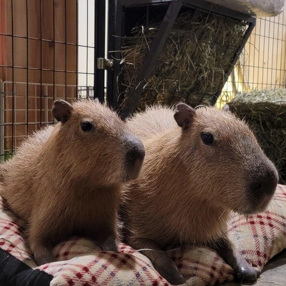 cute news animal tier capybara

https://www.reddit.com/r/capybara/comments/rb0pyq/the_pipsqueakery_just_took_in_2_capybaras_who/