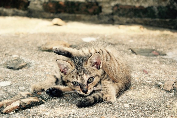 https://pixabay.com/de/katze-kitten-katzenbaby-k%C3%A4tzchen-1189842/