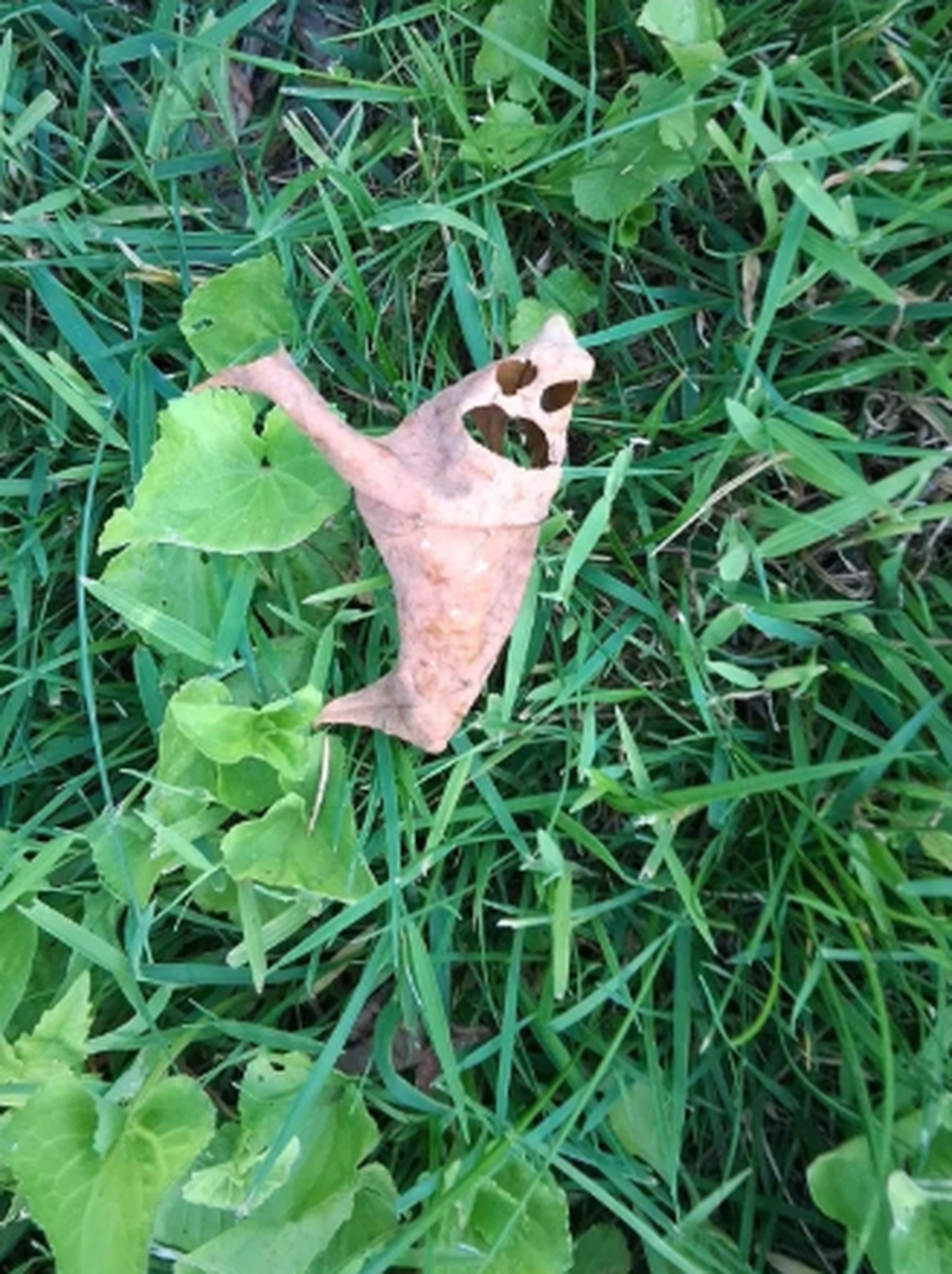 Pareidolie: Lustige Dinge mit Gesicht