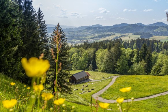 Flower meadow and alpine pasture with panoramic Swiss mountain view, MAMF03947