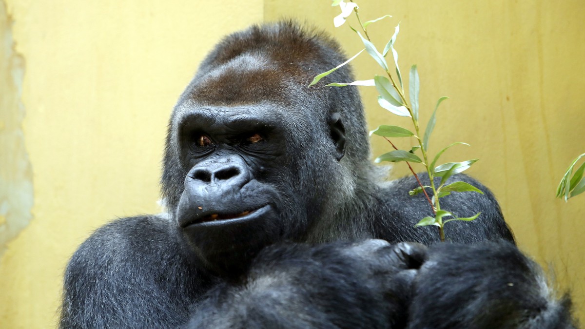 N'Gola, das Silberruecken-Maennchen der Gorillagruppe im Zoo Zuerich feiert seinen 40. Geburtstag, am Mittwoch, 21. Juni 2017 in Zuerich. (KEYSTONE/SIGGI BUCHER)