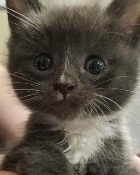 cute news animal cat katze

https://imgur.com/t/cute/7dI7X2C