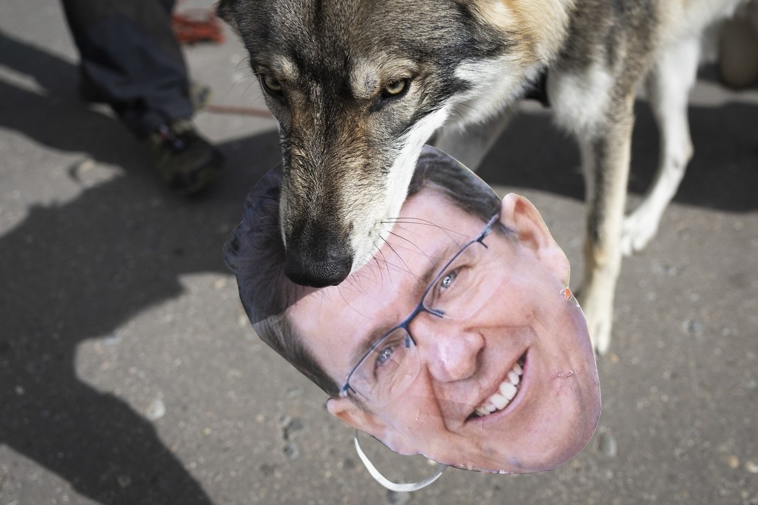 Ein Tschechischer Wolfshund schnappt sich die Maske mit dem Bild von Bundesrat Albert Roesti, nach der Einreichung einer Petition gegen den Wolfsabschuss, am Donnerstag, 28. September 2023, in Bern. ( ...