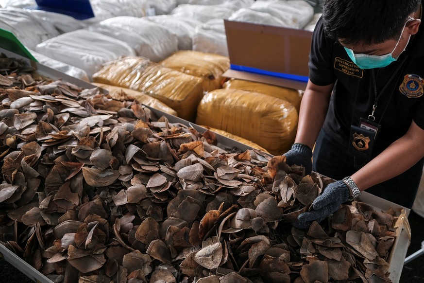 A customs officer holds up pangolin scales during a news conference at the customs department in Bangkok, Thailand, February 2, 2017. Thai customs officials have seized 2.9 tons of pangolin scales wor ...