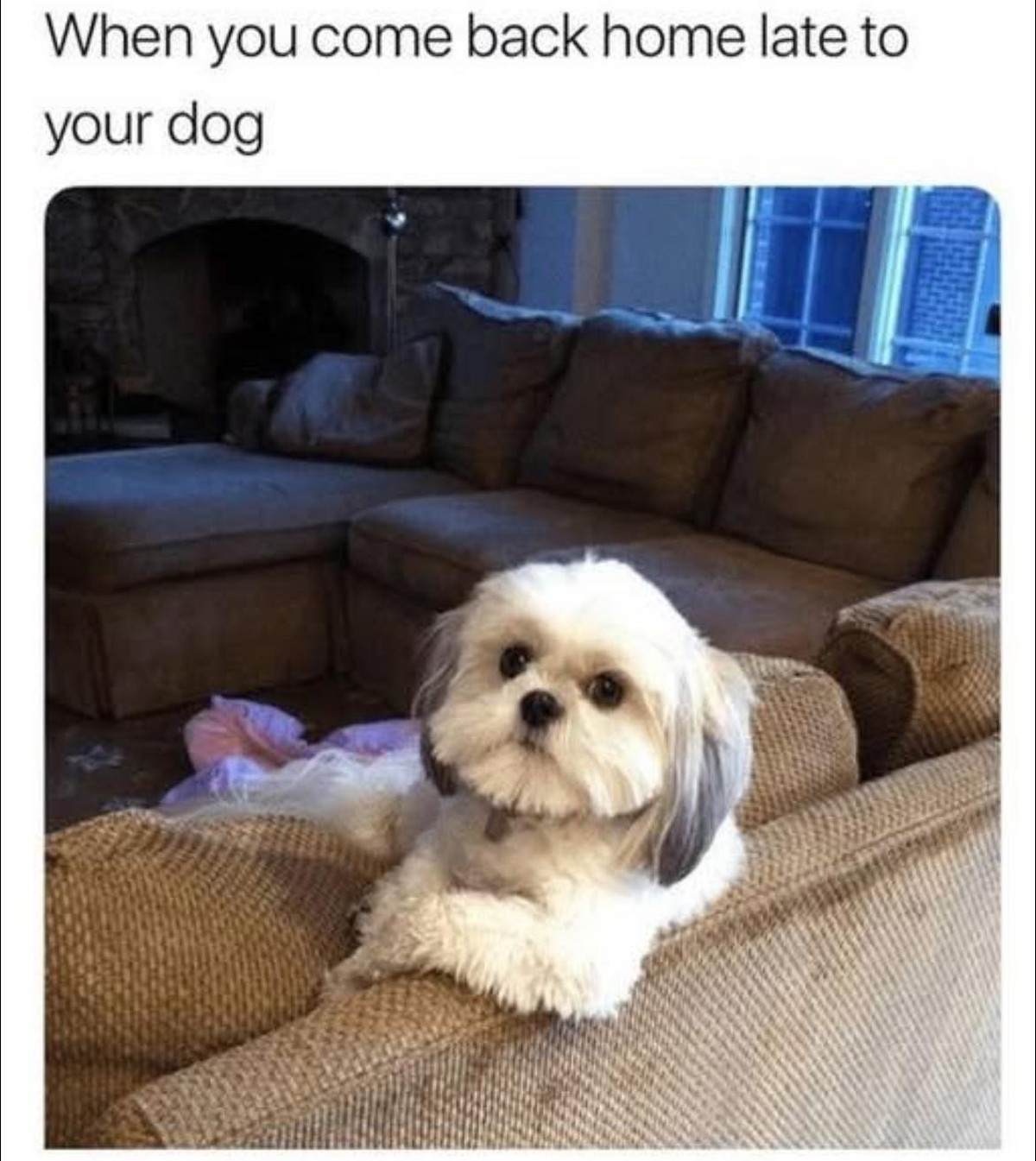 Lustige Memes mit Hunden im Picdump