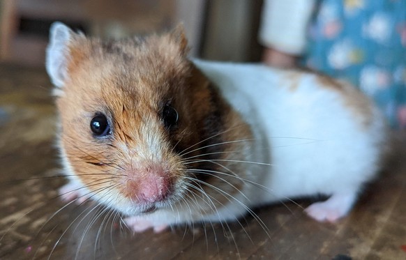 cute news animal tier hamster

https://imgur.com/t/hamster/OhkKIQe