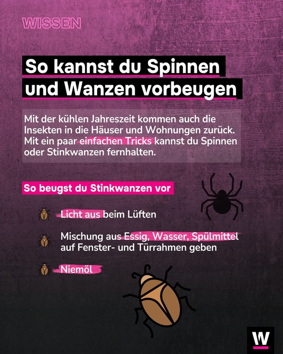 &lt;p&gt;Mit dem Herbst kommen immer mehr Insekten in die Wohnungen zurück.&lt;/p&gt;