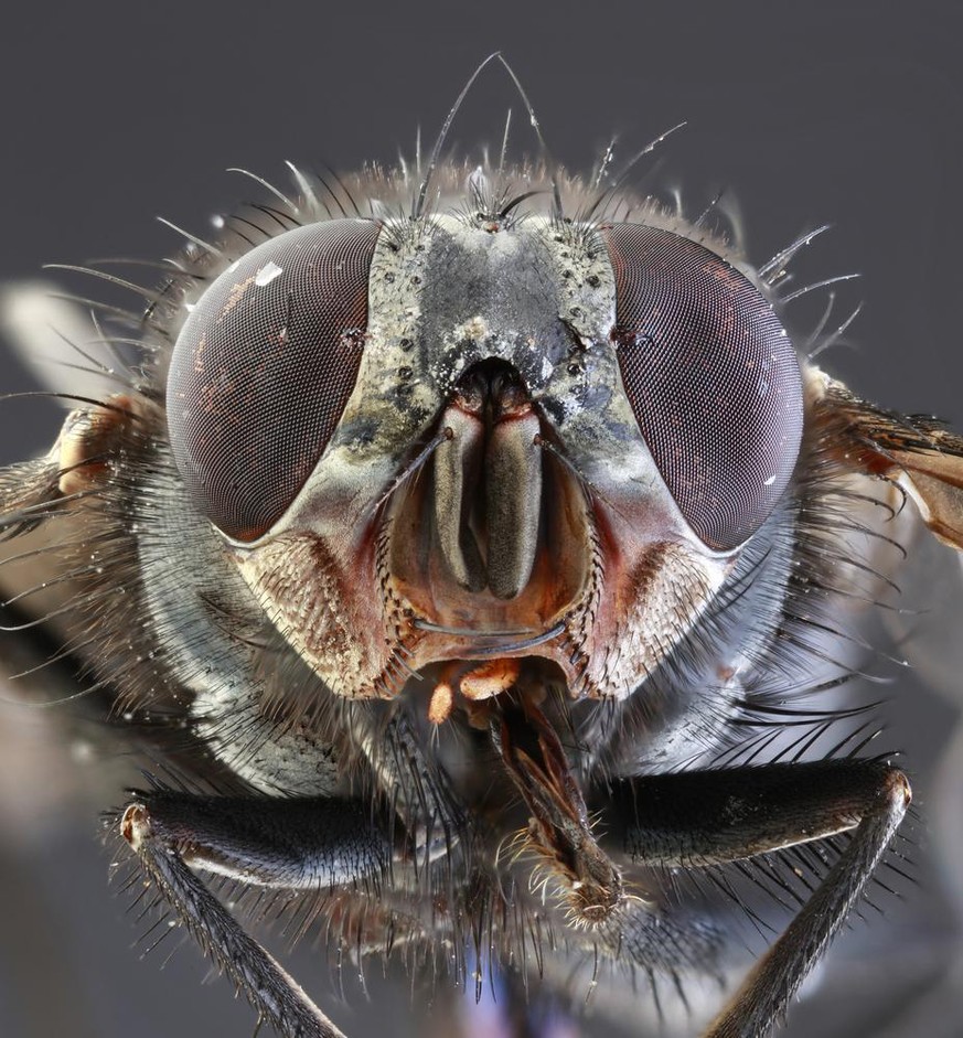 Stubenfliege, Musca domestica