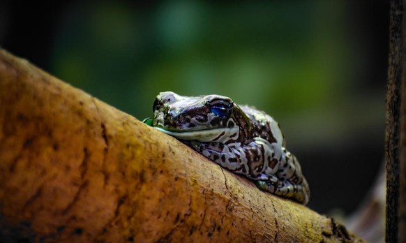 Baumhöhlen-Krötenlaubfrosch als Tier der Woche bei den Cute News von watson.