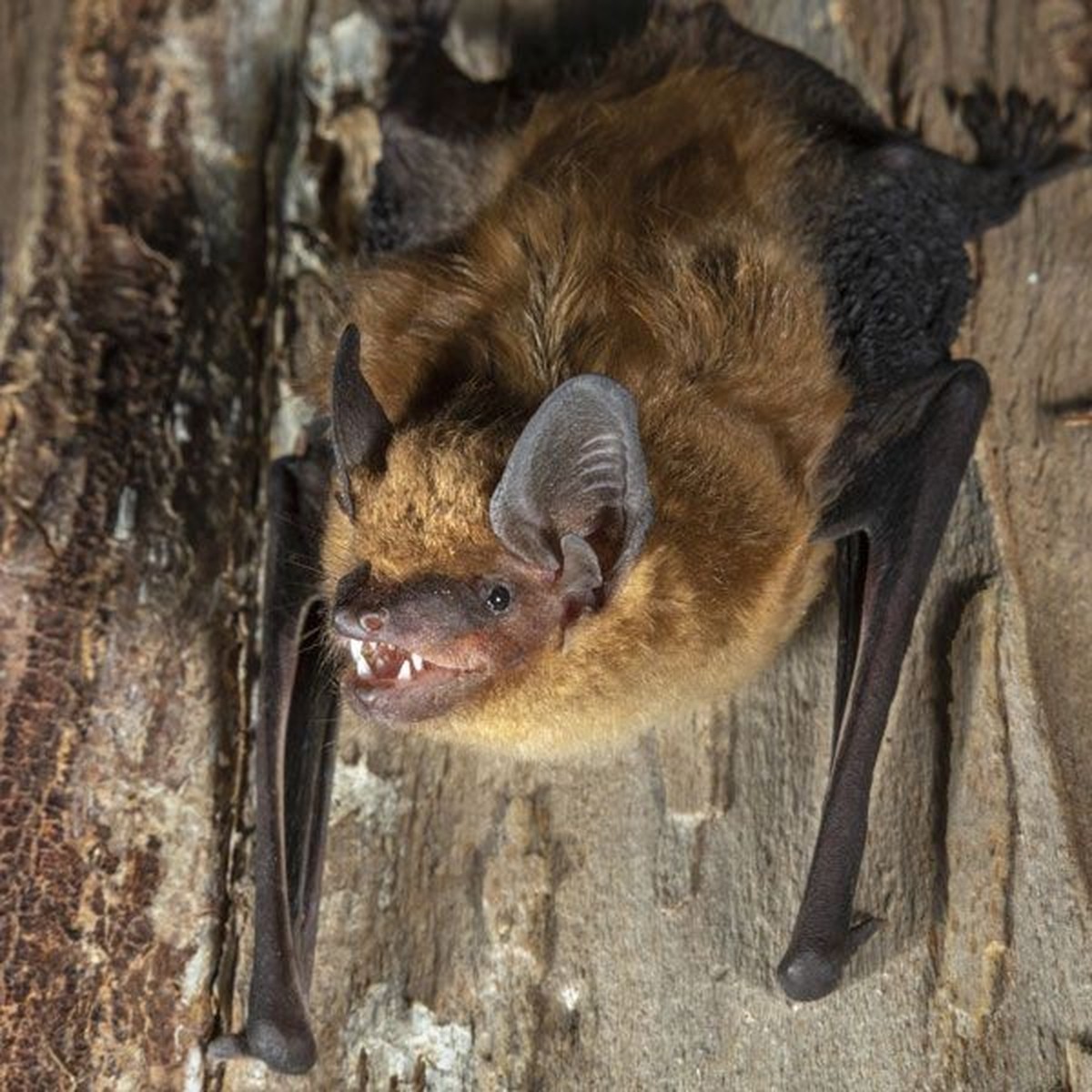 cute news tier fledermaus

https://ch.pinterest.com/pin/91409067434709603/