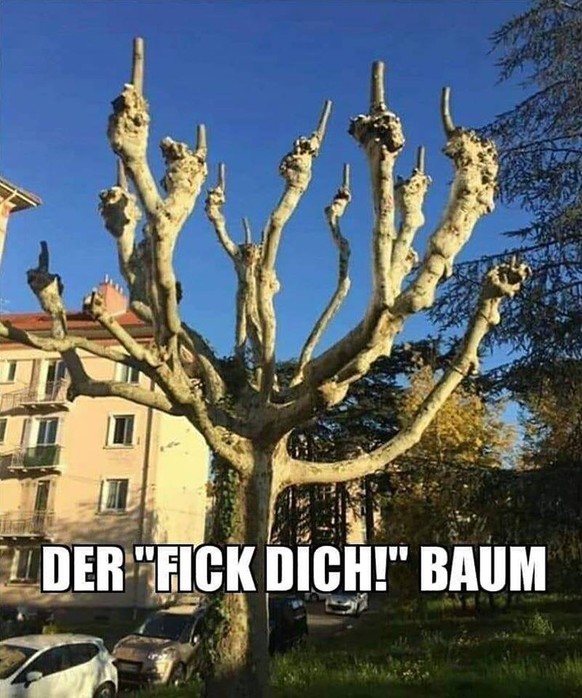 Willkommen zum 291. PICDUMP! 亞
Bester Baum