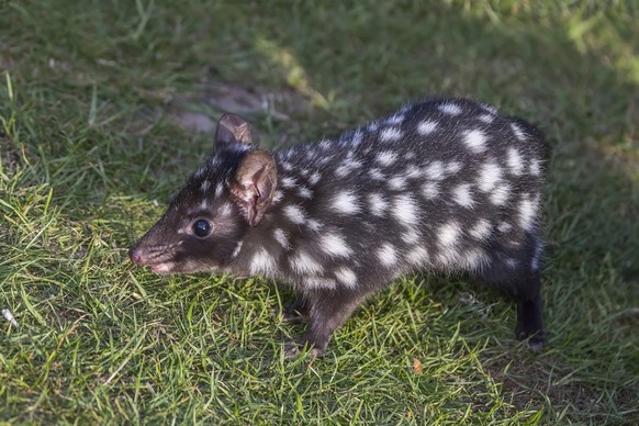 tüpfelbeutelmarder