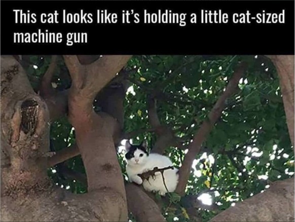 Und jetzt: 5 Minuten Luft anhalten! рџђЎ PICDUMP!
Gangsterkatze oder Piratenkatze?