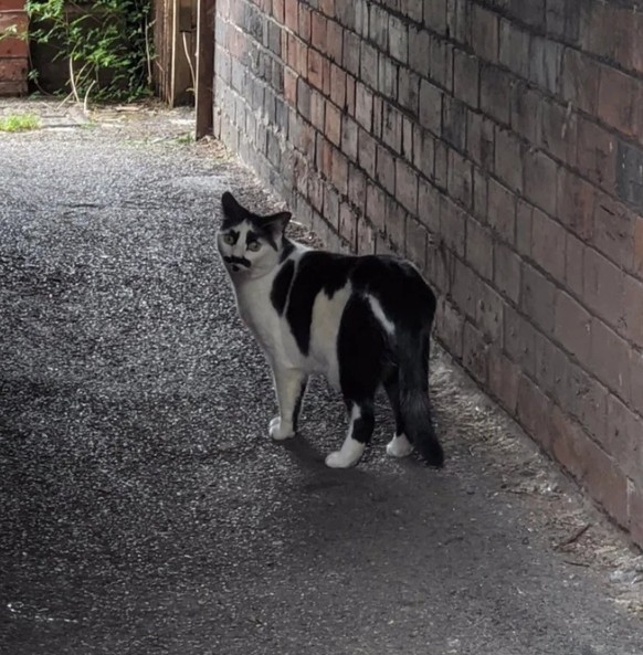 cute news tier katze

https://www.instagram.com/p/DIErGu8R8A6/