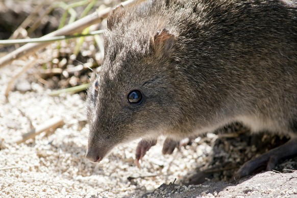 Potoroo/Kaninchenkänguru