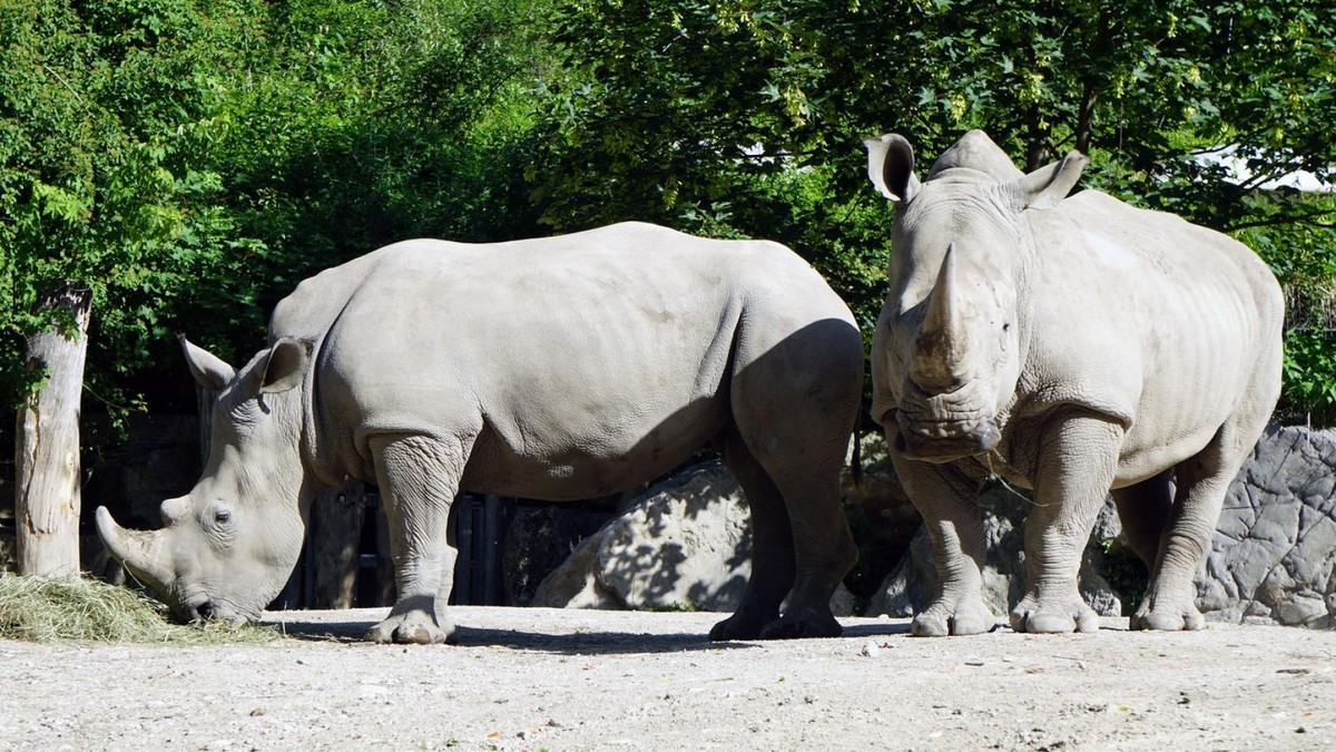 Nashorn im Zoo Salzburg