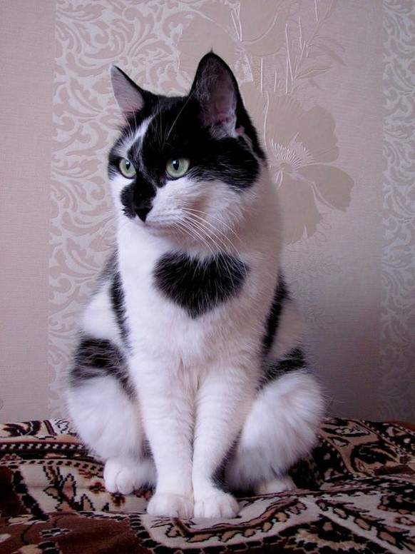 Katze mit Herzmuster auf dem Fell