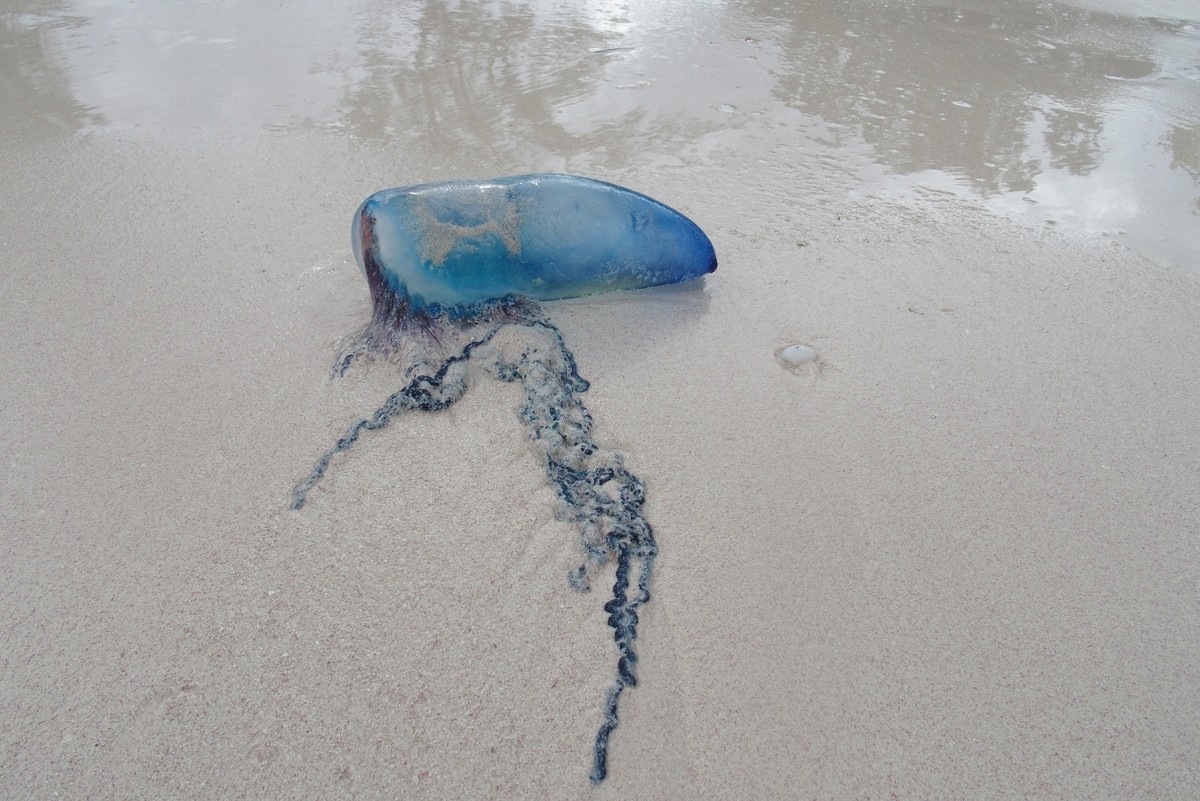 Portugiesische Galeeren ähneln Quallen, sie bestehen aber anders als diese aus einer Kolonie von Einzeltieren. Das Gift ihrer Nesselzellen vermag kleine Fische und andere Beutetiere zu töten.