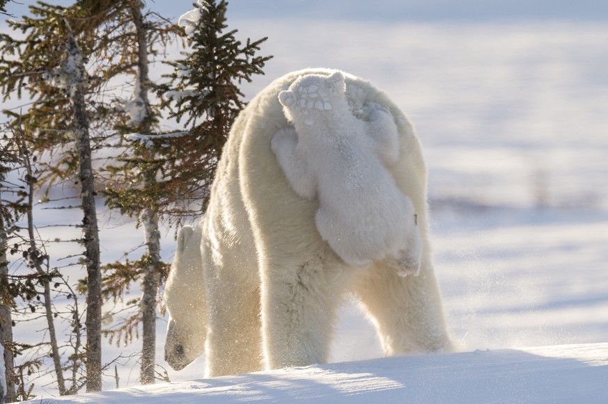 The Comedy Wildlife Photography Awards 2017
Daisy Gilardini
Vancouver
Canada

Title: Hitching a ride n.4
Caption: Polar bear mother with cub
Description: Polar Bear (Ursus maritimus) mother with exiti ...
