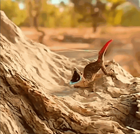 Animiertes GIF