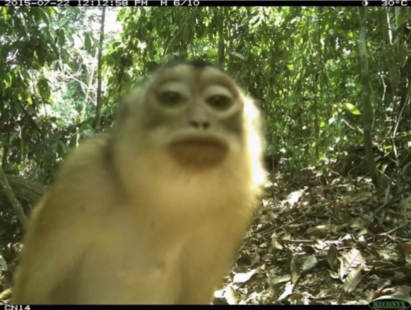 Die lustigsten Tiere aus der Wildtierkamera