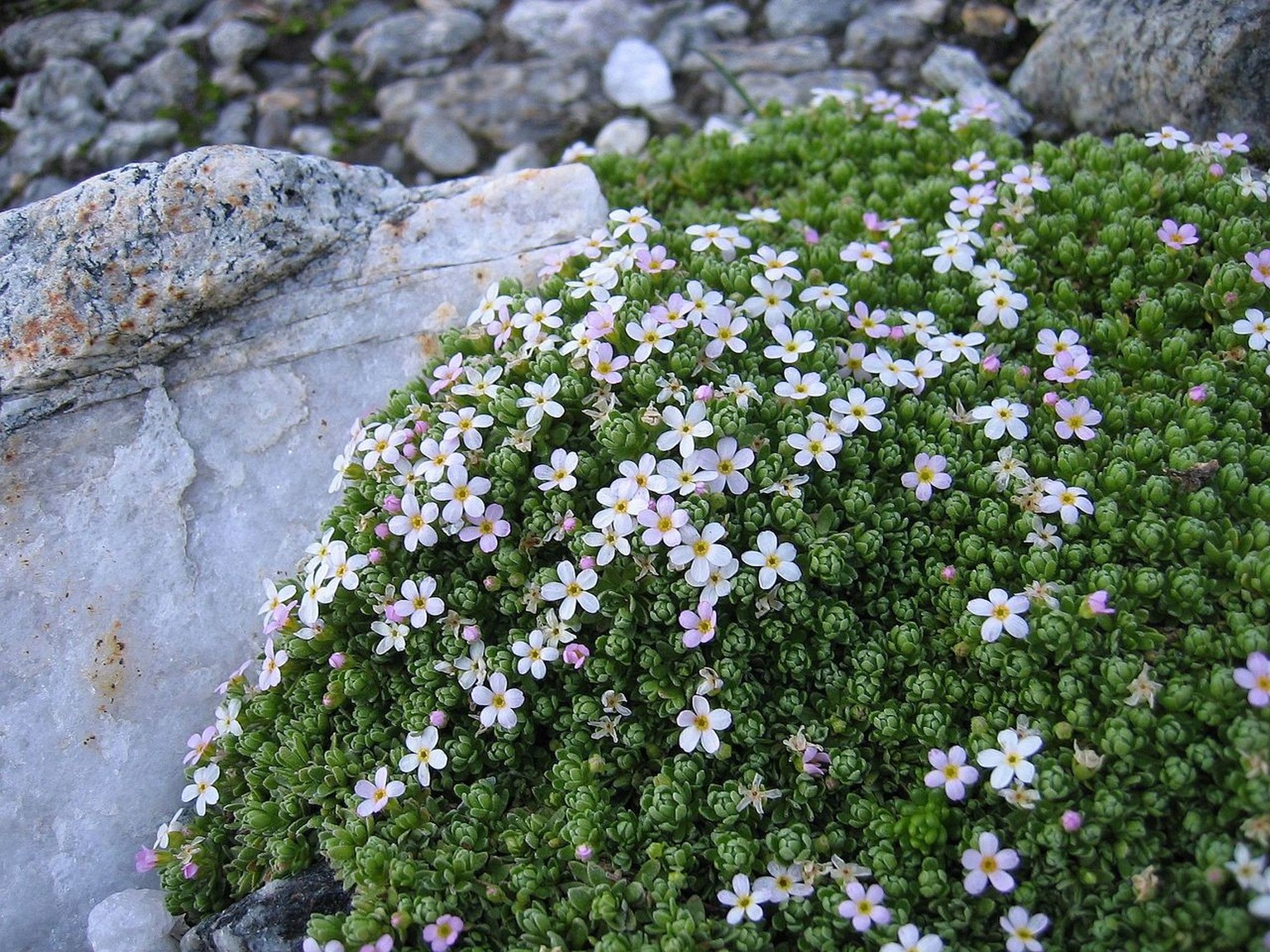 Alpen-Mannsschild (Androsace alpina)
https://commons.wikimedia.org/w/index.php?curid=267411
