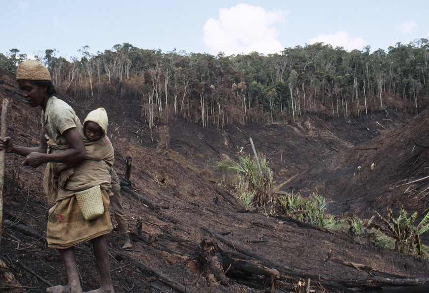 VILLAGER PLANTING MANIOC after slash &amp; burn (tavy culture) of rainforest Near Mantadia National Park; Madagascar VILLAGER PLANTING PUBLICATIONxINxGERxSUIxAUTxONLY Copyright: xNickxGarbuttx ZB1008_ ...