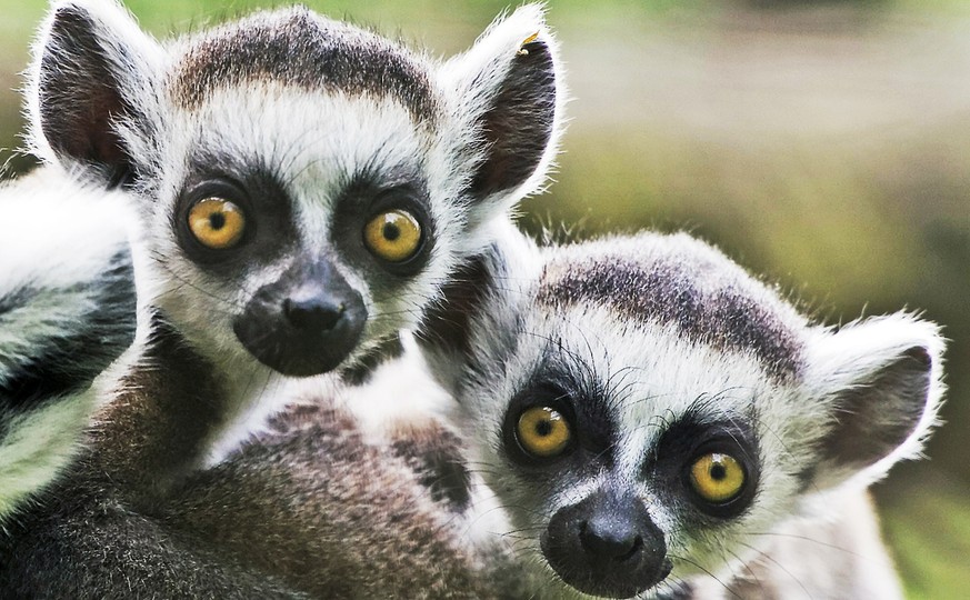 Bei den Lemuren, einer nur auf Madagaskar lebenden Affenart, gelten 94 Prozent als gefährdet.
