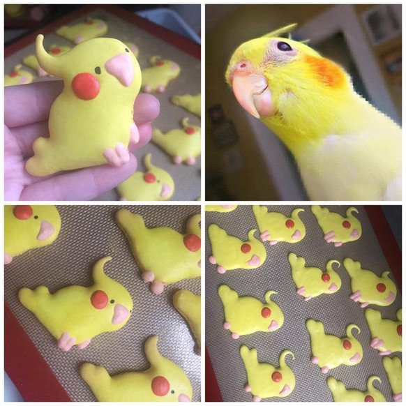 backen tier